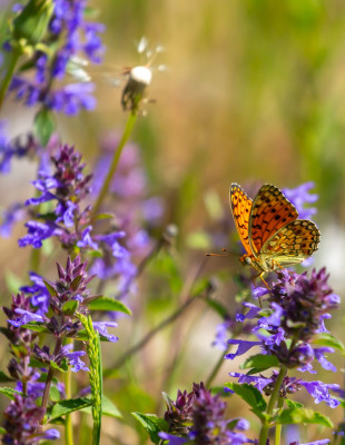 Butterfly Garden: Η τάση που μεταμορφώνει τον κήπο σε καταφύγιο ζωής