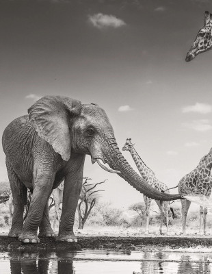 Οι φωτογραφίες του “Wildlife Photographer of the Year 2026” αποτυπώνουν τη συγκλονιστική πλευρά της φύσης