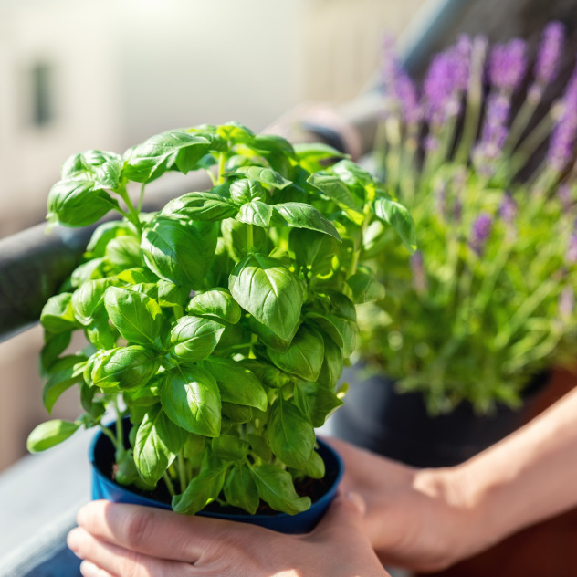 Τα μυστικά που θα διατηρήσουν υγιή το βασιλικό του μπαλκονιού μας