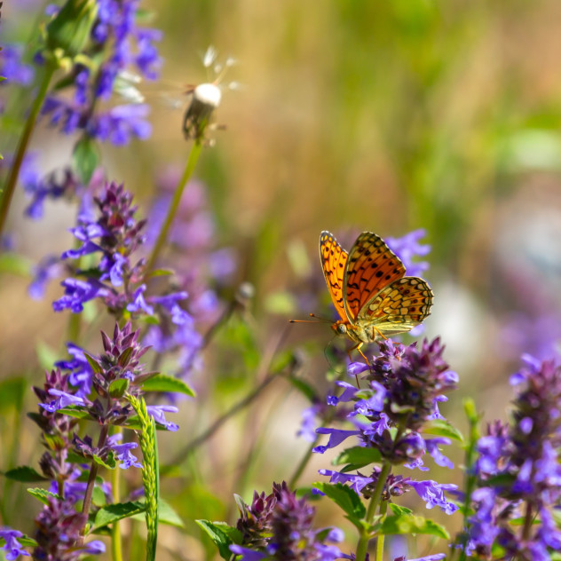 Butterfly Garden: Η τάση που μεταμορφώνει τον κήπο σε καταφύγιο ζωής