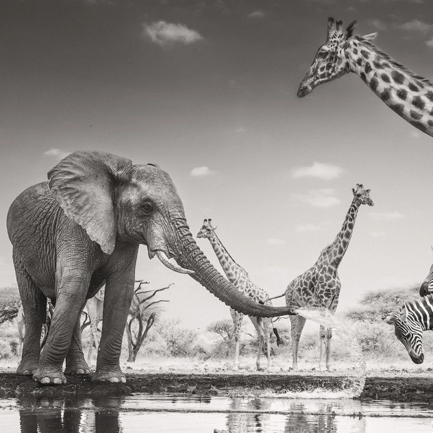 Οι φωτογραφίες του “Wildlife Photographer of the Year 2026” αποτυπώνουν τη συγκλονιστική πλευρά της φύσης