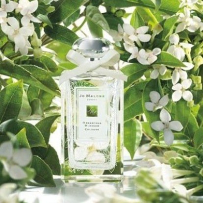Osmanthus Blossom