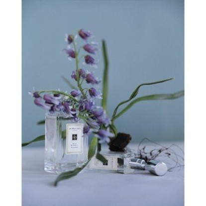 Wild Bluebell 