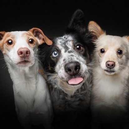 Κατοικίδια & Διατροφή: Τι είναι οι κλινικές δίαιτες και σε ποιες περιπτώσεις κρίνεται απαραίτητο να εφαρμοστούν;