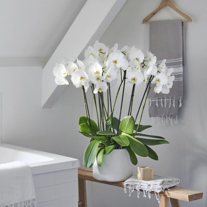 Τα 7 καλύτερα φυτά για να διακοσμήσετε το μπάνιο σας