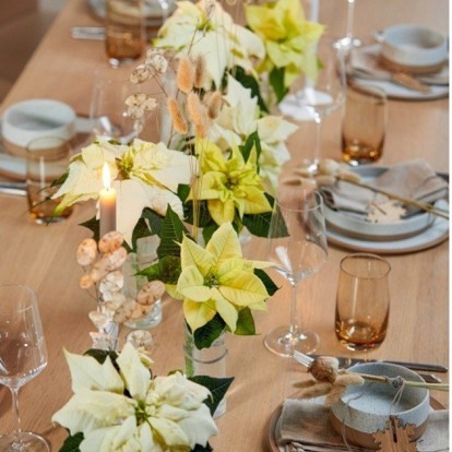 Αλεξανδρινό: Τι να κάνετε για να παραμείνει ανθισμένο ακόμα και μετά το πέρας των γιορτών