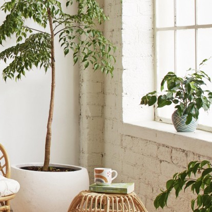 Τα viral φυτά της νέας χρονιάς για να εντάξετε από τώρα στην κατοικία σας