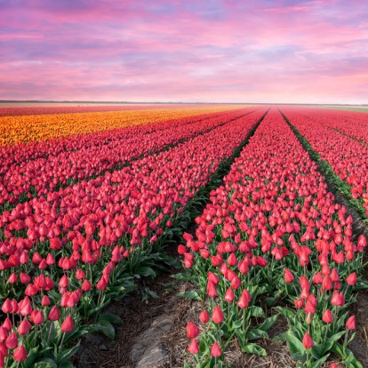 Τα διάφορα χρώματα της τουλίπας και τι συμβολίζουν