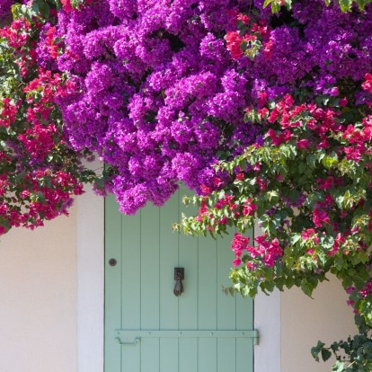 Τα καλύτερα αναρριχώμενα φυτά, ιδανικά για το μπαλκόνι αλλά και για τους εσωτερικούς σας χώρους