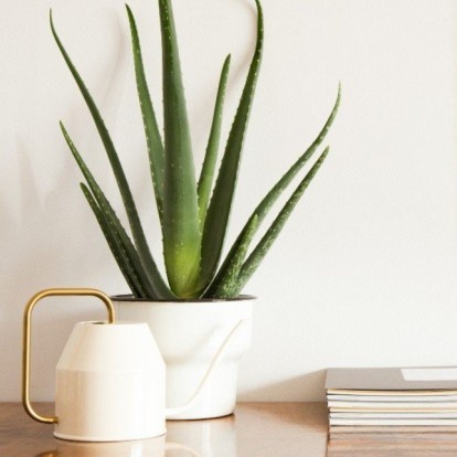 Αυτά είναι τα φυτά που θεωρούνται ιδανικά για το γραφείο σας