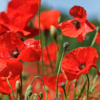 Πρωτομαγιά: Γνωρίζετε τον πραγματικό συμβολισμό αυτής της ημέρας;