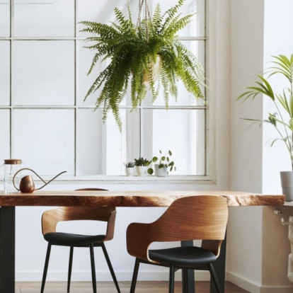 Τα φυτά που θα χαρίσουν την απόλυτη δροσιά στον χώρο μας 