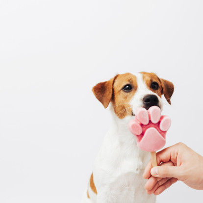 Έχετε κατοικίδιο; Οι ιδανικές τροφές που θα το δροσίσουν στη διάρκεια των υψηλών θερμοκρασιών 