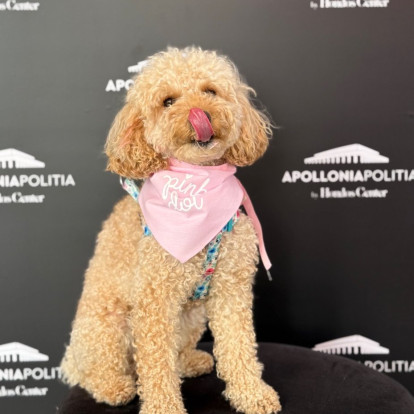 Η Apollonia Politia γιόρτασε την Παγκόσμια Ημέρα Σκύλου με τον πιο δημιουργικό και γλυκό τρόπο 