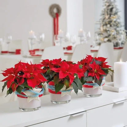 Ημέρα Αλεξανδρινού: Τα απόλυτα tips για να παραμείνει για καιρό λαμπερό