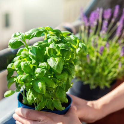 Τα μυστικά που θα διατηρήσουν υγιή το βασιλικό του μπαλκονιού μας