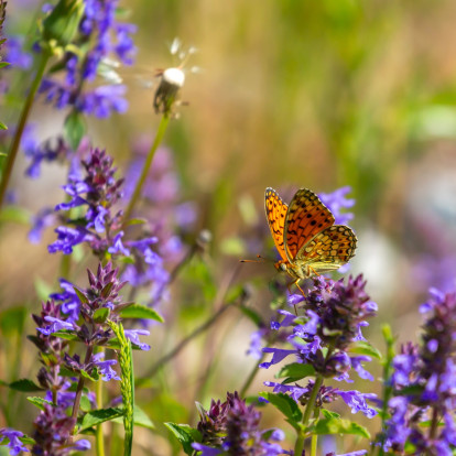 Butterfly Garden: Η τάση που μεταμορφώνει τον κήπο σε καταφύγιο ζωής