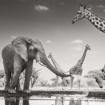 Οι φωτογραφίες του “Wildlife Photographer of the Year 2026” αποτυπώνουν τη συγκλονιστική πλευρά της φύσης