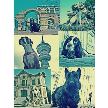 City of Dog