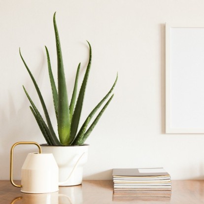 Home office: Τα ιδανικά φυτά για να αυξήσετε την παραγωγικότητά σας στο σπίτι