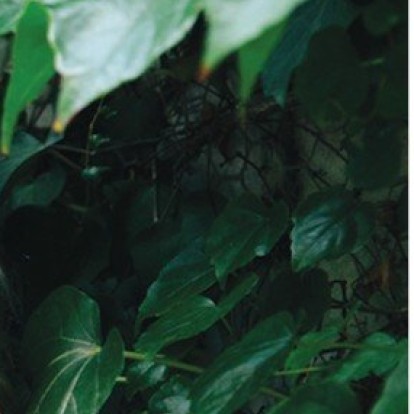 Κωνσταντίνα Κοτζαμάνη: H σεναριογράφος - σκηνοθέτης με υποψηφιότητες σε Κάννες και Οscars ξετυλίγει την πορεία της