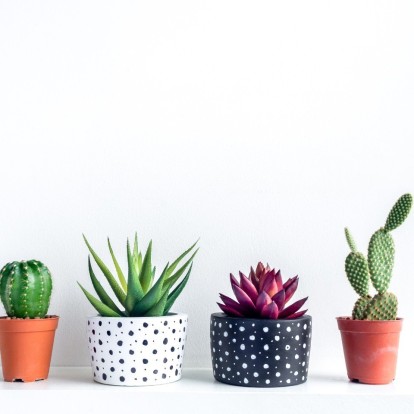 Cactus Lovers: Τα πιο εντυπωσιακά παχύφυτα με πολύχρωμα άνθη για να εντάξετε στο μπαλκόνι σας