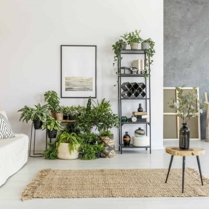 Τα αναρριχώμενα φυτά που θα διακοσμήσουν υπέροχα την κατοικία σας