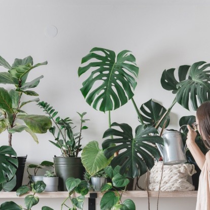 Plant Therapy: Οι καθημερινές πρακτικές που εγγυώνται σωματική και ψυχική ισορροπία 