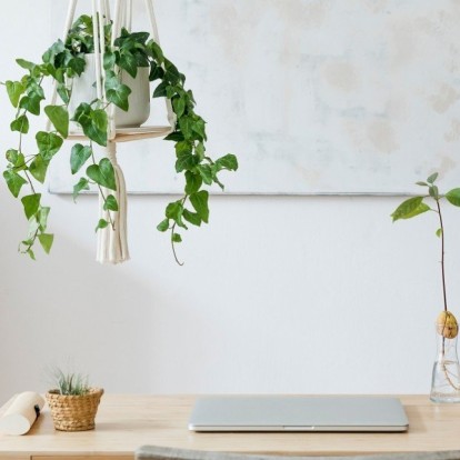 Κιτρινίζουν τα φύλλα των φυτών σας; Πώς να το αντιμετωπίσετε 